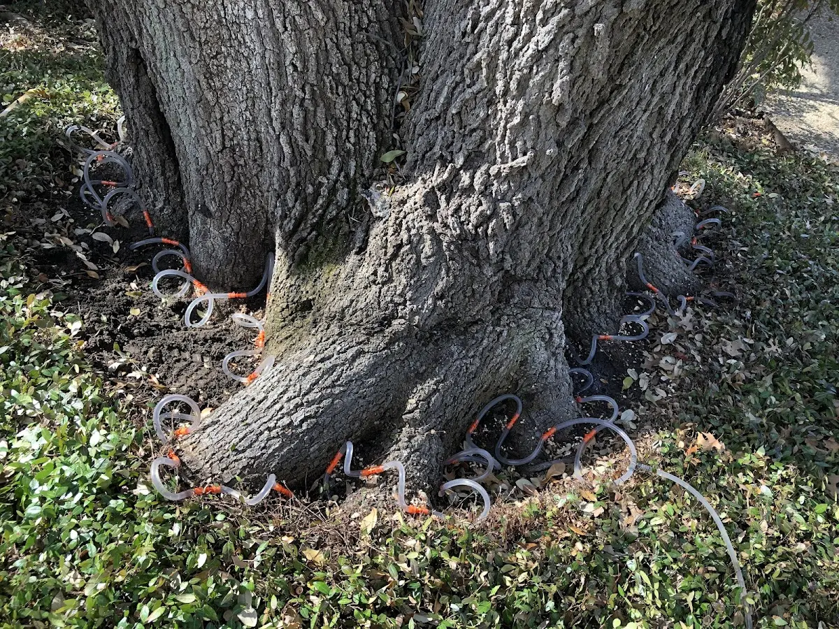 Detailed Tree Cabling and Bracing job site in East Schodack