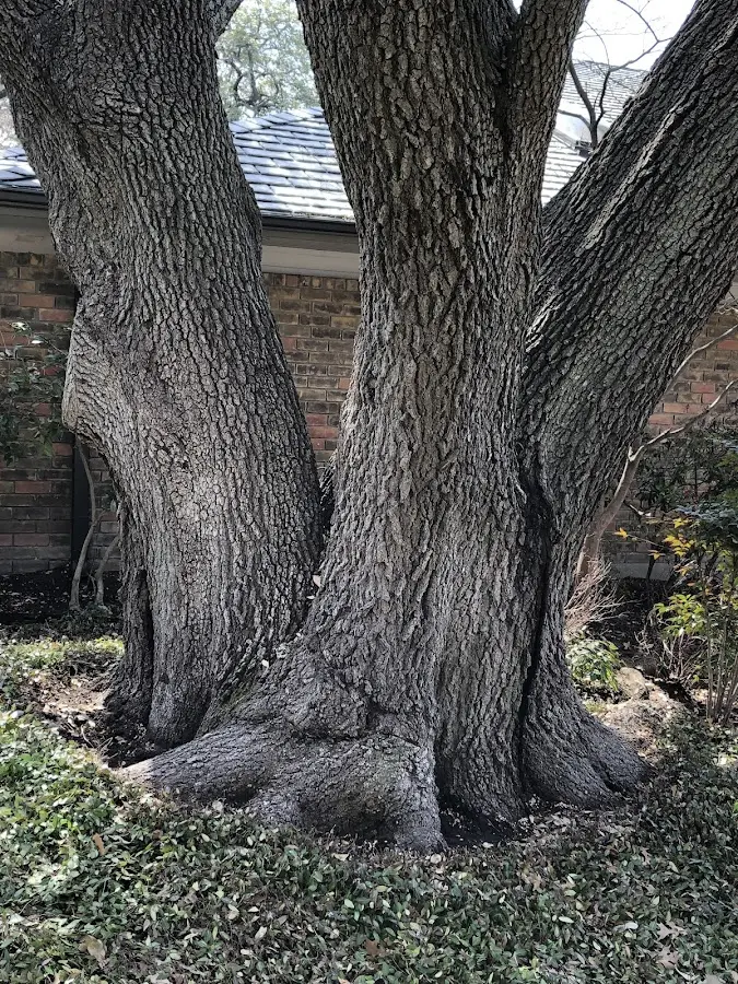 Mature heritage tree close to a East Schodack property cared for by certified arborists